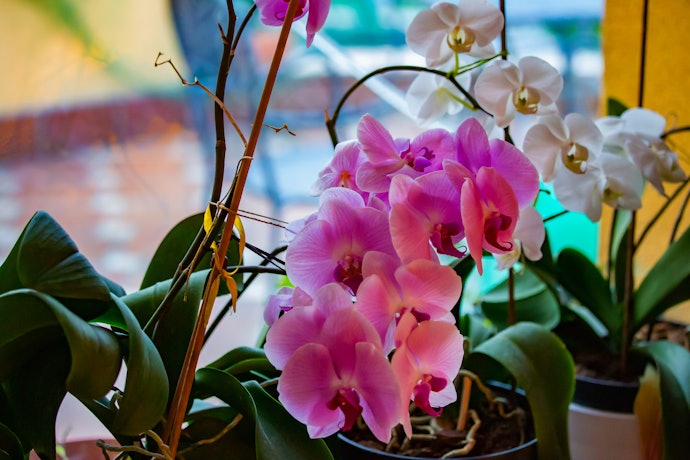 Orquídea: Tipos, Como Cuidar, Como Replantar e mais | mybest