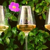 Verão: 10 Opções de Vinho Branco e Vinho Rosé para Beber no Calor
