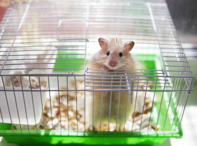 Confira as Dimensões da Gaiola para Hamster de Acordo com a Raça