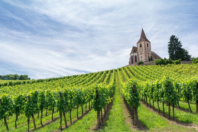 França: Para Quem Prefere os Vinhos Mais Leves e Amargos