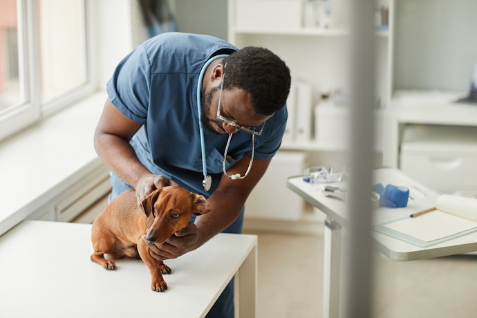 Como Tratar Dermatite em Cão?
