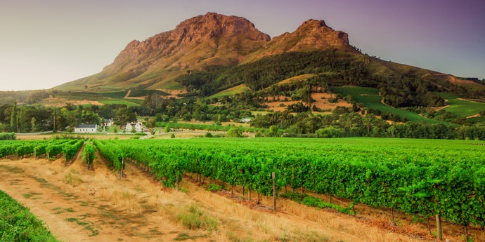 Produtores de Vinho do Novo Mundo: Argentina, Austrália e África do Sul