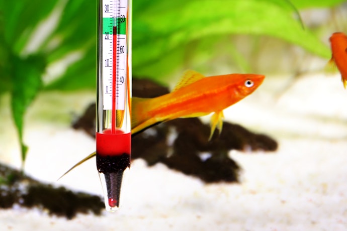 Controlar a Temperatura da Água é Essencial para a Saúde do Peixe