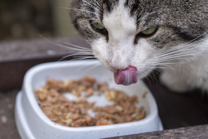 Faz Mal Gato Castrado Comer Ração Normal?