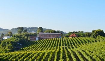 Brasil: Vinhos de Ótima Qualidade e Produção Nacional