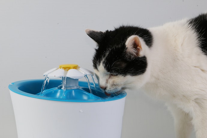 Escolha Bebedouros Automáticos para Gatos com Mais de 10 cm de Altura