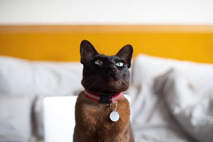 Coleira para Gato Tradicional: Segurança e Charme para o Seu Pet