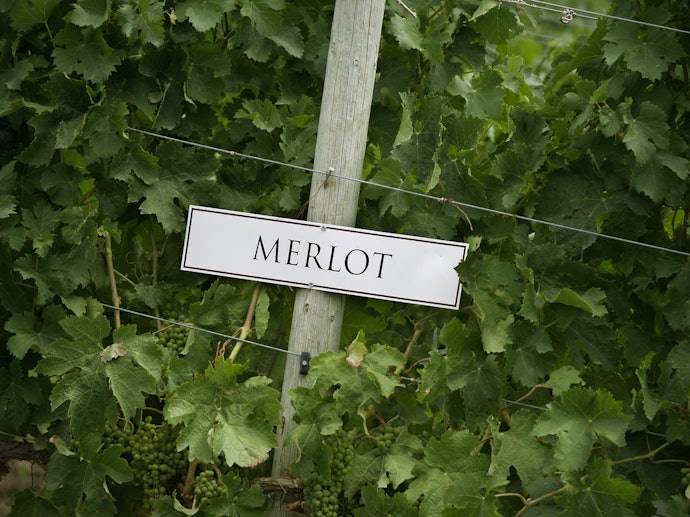 Merlot: Macio, é um dos Vinhos Argentinos Mais Fáceis de Beber