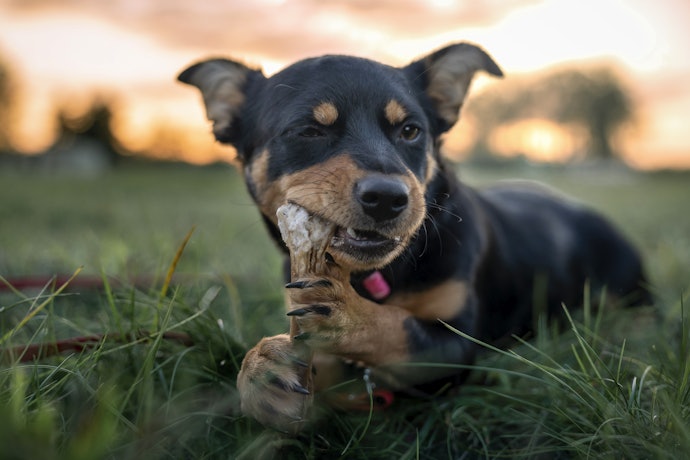 Osso Natural para Cachorro: Saboroso e com Nutrientes