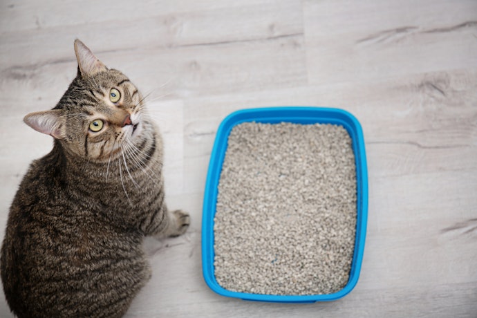 Caixa de Areia Aberta: Confortável para o Gato e Simples de Limpar