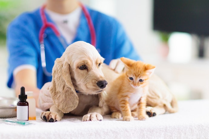 Confira se o Remédio de Carrapato É Indicado para Cães ou Gatos