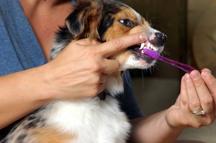 Escovas Simples: Ideal para Usar em Cães Bravos