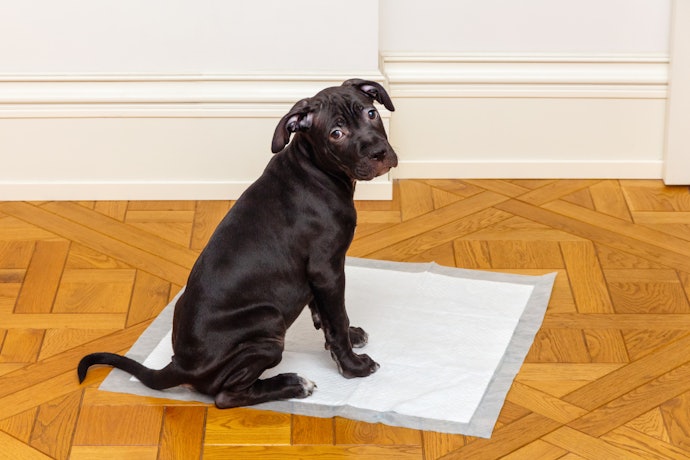 Determine o Tamanho do Tapete Higiênico para Cães com Base no Porte do seu Pet