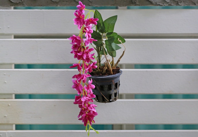 Vasos para Orquídea de Parede São Ideais para Jardins Verticais