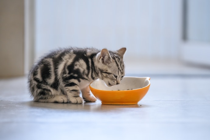 Quantas Vezes por Dia o Gato Filhote Deve Comer?