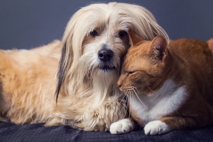 Confira se a Coleira Antipulgas É Indicada para Cães ou Gatos