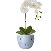 Top 10 Melhores Vasos para Orquídeas em 2022 (Cerâmica, Madeira e mais)